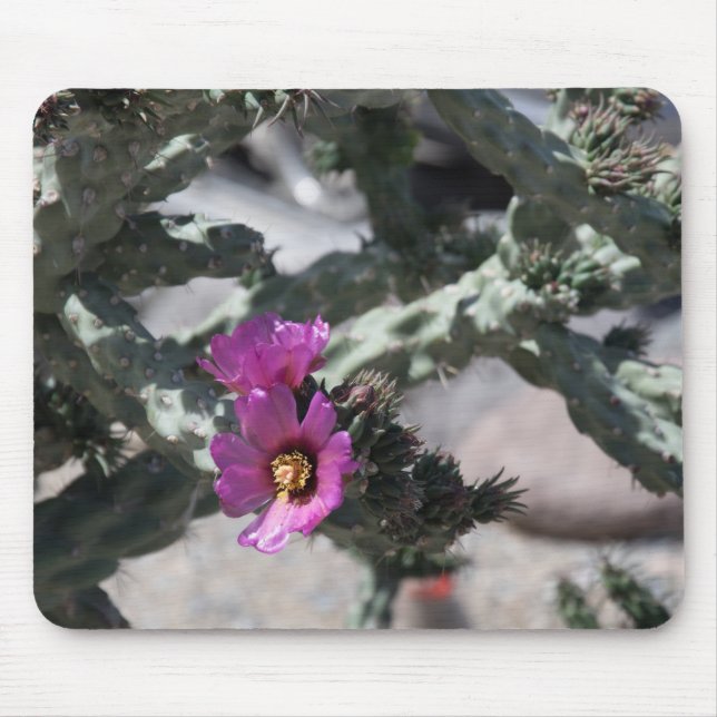 Challa Kaktus i blomning Musmatta (Framsidan)