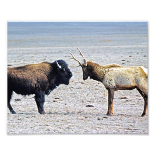 Challenge Elk vs. Buffalo 8x10 Fototryck
