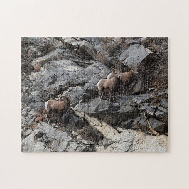 Challenging Bighorn Sheep Georgetown Colorado Pussel (Horisontell)