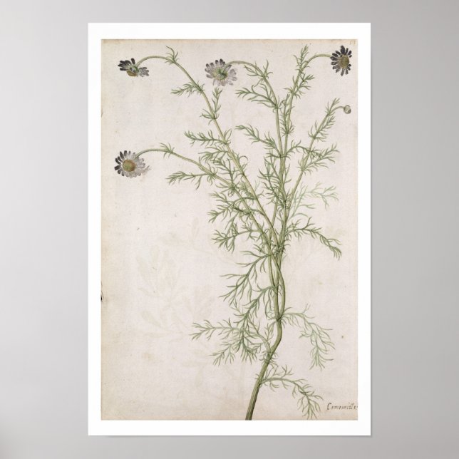 Chamaemelum nobile Allioni, 1568 Poster (Framsidan)