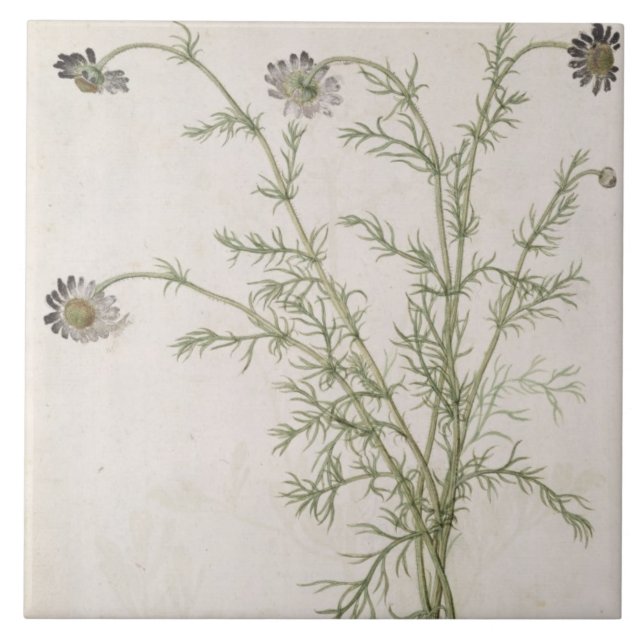 Chamaemelum nobile Allioni, c.1568 Kakelplatta (Framsidan)