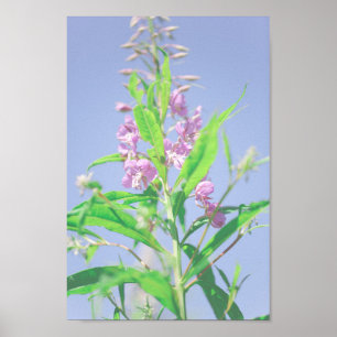 Chamaenerion angustifolium Fireweed Flowers Poster