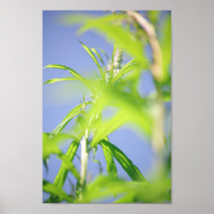 Chamaenerion angustifolium Fireweed Grönt Lövs Poster