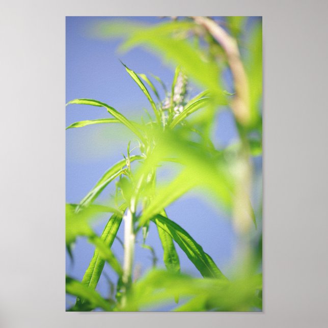 Chamaenerion angustifolium Fireweed Grönt Lövs Poster (Framsidan)
