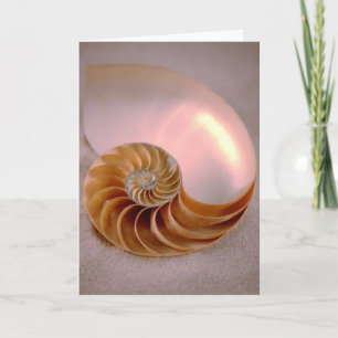 Chambered Nautilus Kort