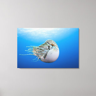 Chambered Nautilus (Nautiluspompiliusen), underbar Canvastryck