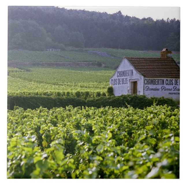 Chambertin Clos de Beze Grand Cru vineyard med Kakelplatta (Framsidan)