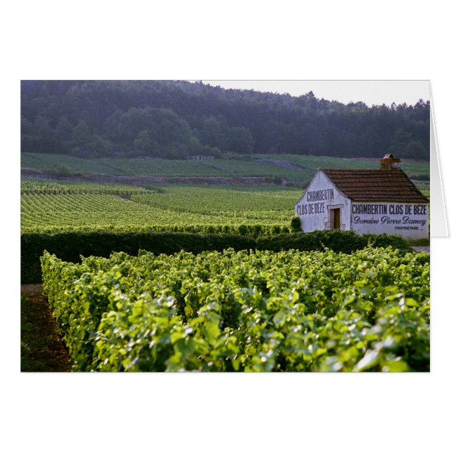 Chambertin Clos de Beze Grand Cru vingård med Hälsningskort (Framsidan Horizontal)