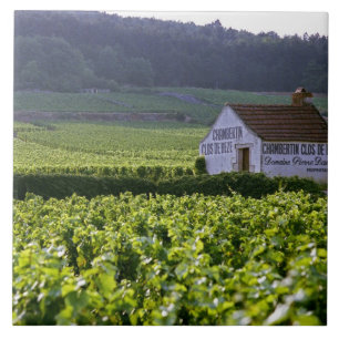 Chambertin Clos de Beze Grand Cru vingård med Kakelplatta