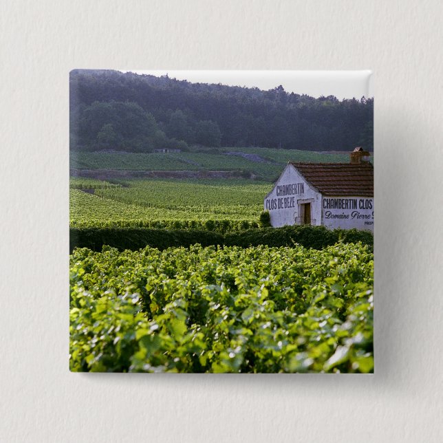 Chambertin Clos de Beze Grand Cru vingård med Knapp (Framsida)