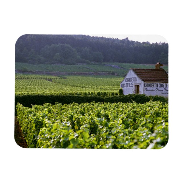 Chambertin Clos de Beze Grand Cru vingård med Magnet (Horisontell)