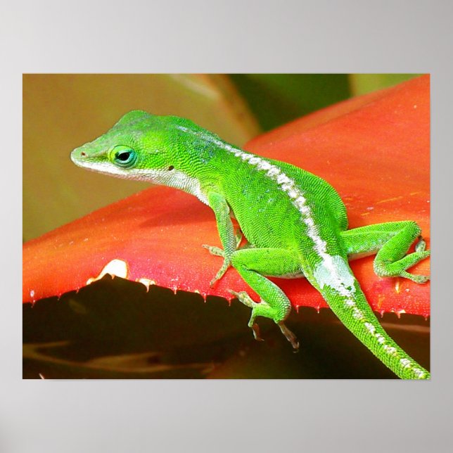 Chameleon 1 poster (Framsidan)