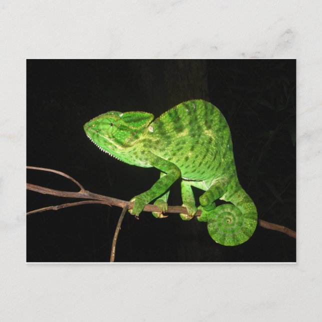 Chameleon (Chamaeleo zeylanicus) Vykort (Framsida)