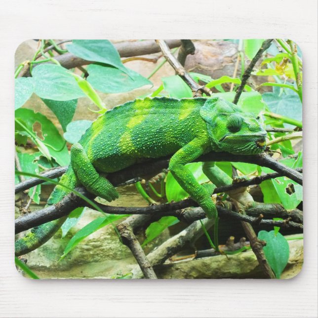 Chameleon-djur Musmatta (Framsidan)