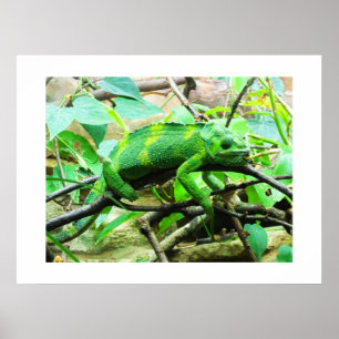 Chameleon-djur Poster