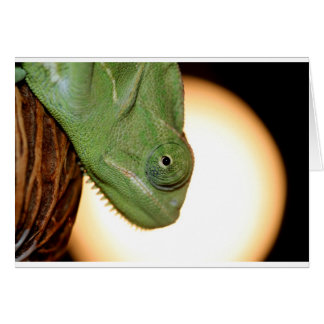chameleon hälsningskort