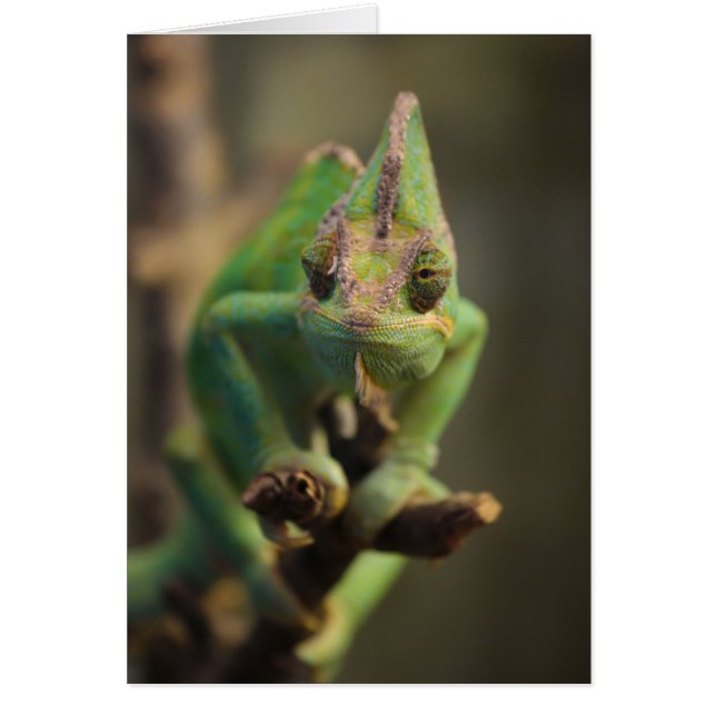 Chameleon Hälsningskort (Framsidan)
