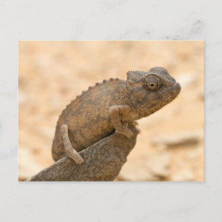 Chameleon i Namibia Vykort