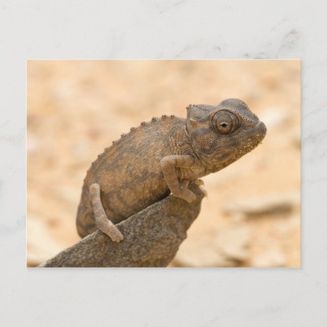 Chameleon i Namibia Vykort (Framsida)