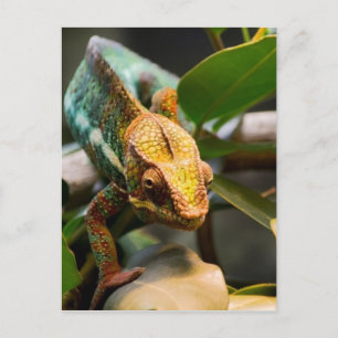 Chameleon kommer framåt vykort