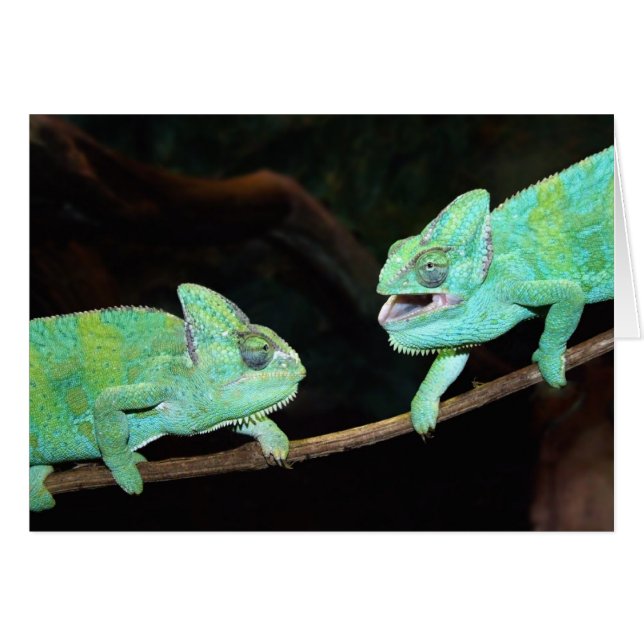 Chameleon-kort Hälsningskort (Framsidan Horizontal)