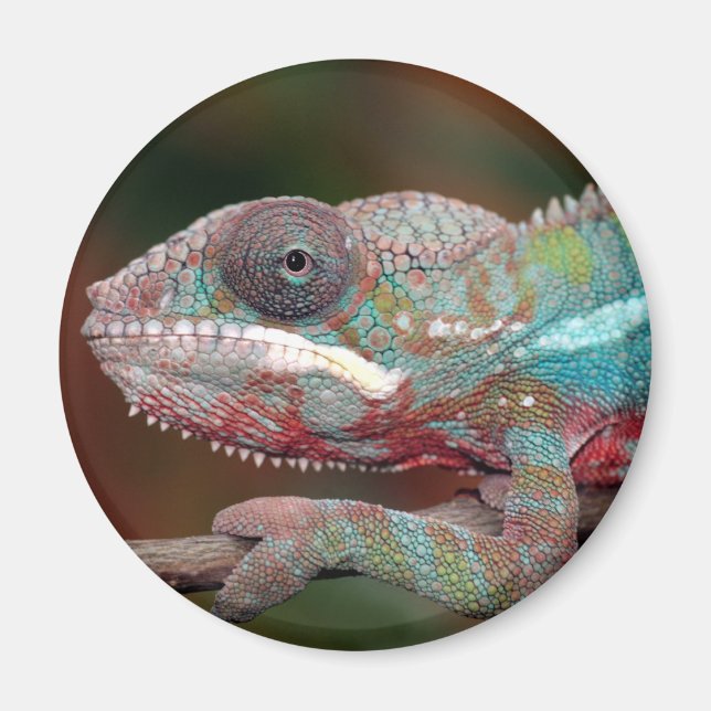 chameleon magnet (Framsidan)