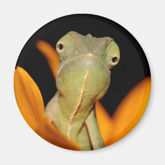chameleon magnet