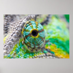 Chameleon öga poster