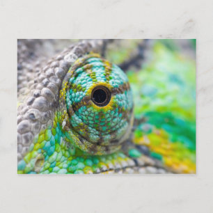 Chameleon öga vykort