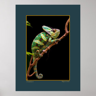 Chameleon på Gren Poster