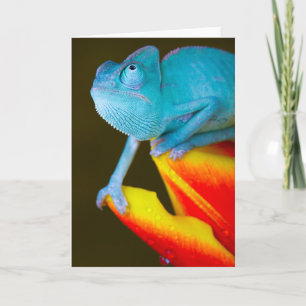 Chameleon på Red & Gult Tulip Kort
