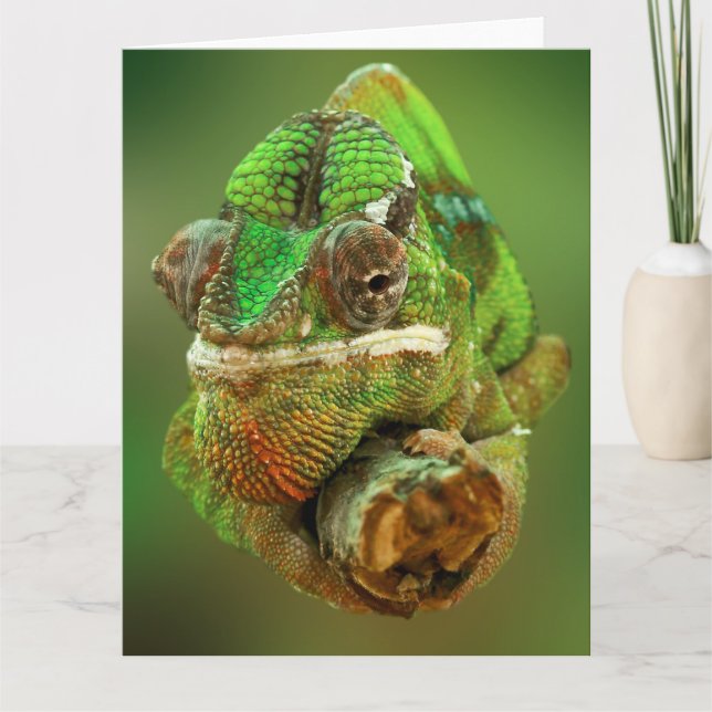 Chameleon Photo Kort (Framsida)