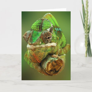 Chameleon Photo Kort