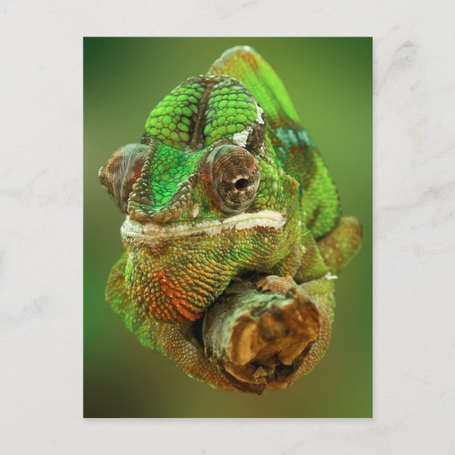 Chameleon Photo Vykort (Framsida)