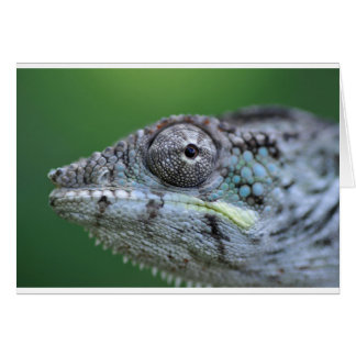 chameleon porträtt hälsningskort