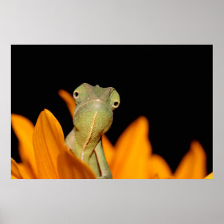chameleon poster