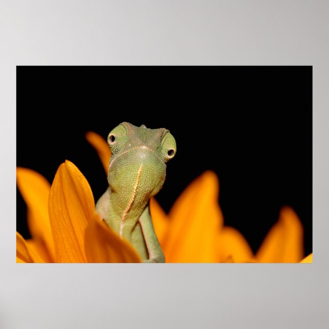 chameleon poster (Framsidan)
