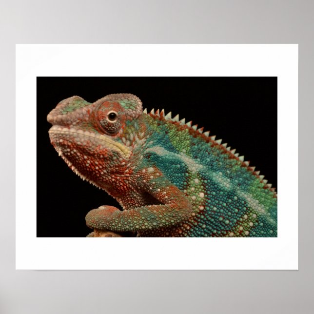 Chameleon Poster (Framsidan)