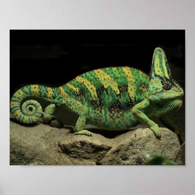 Chameleon Poster på baksidan (Framsidan)