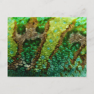 Chameleon Skin Vykort
