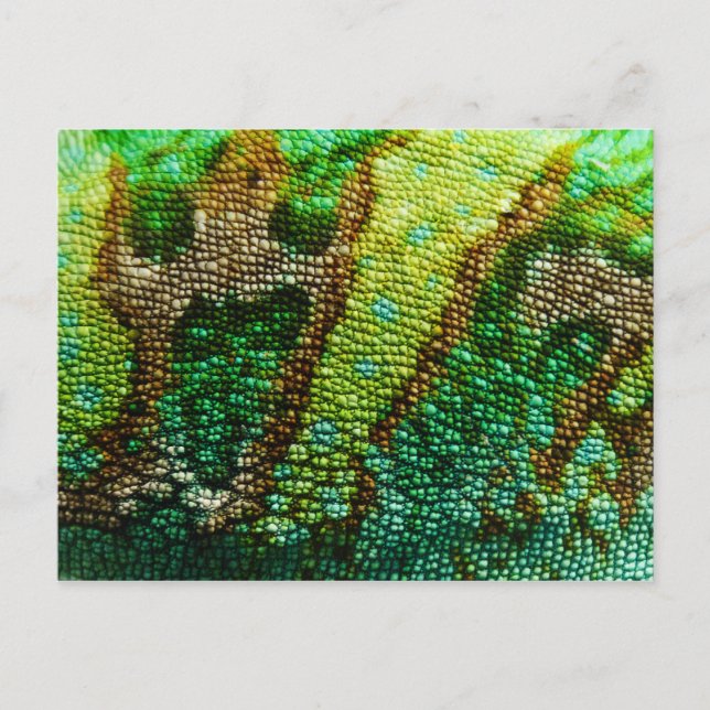 Chameleon Skin Vykort (Framsida)
