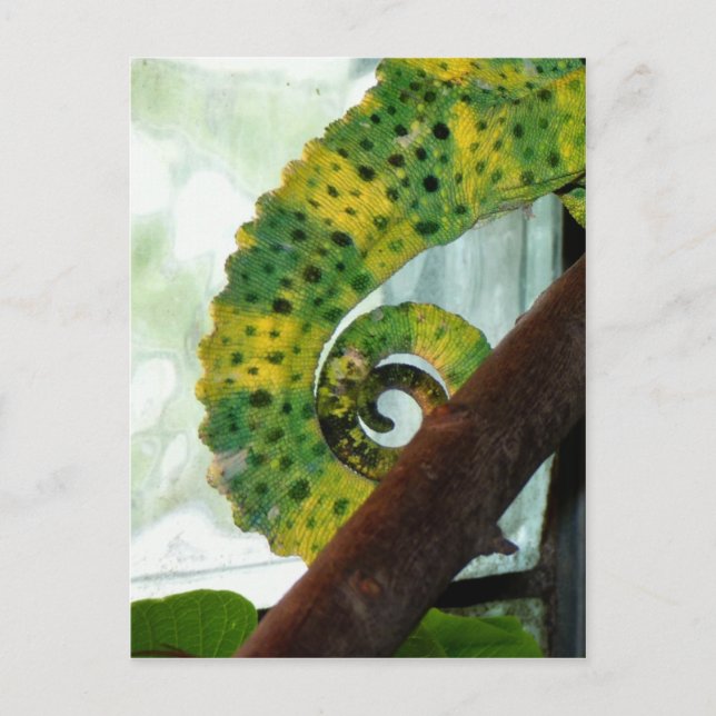 Chameleon Svan Vykort (Framsida)