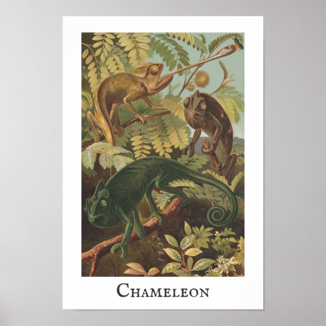 Chameleon Vintage Print Poster (Framsidan)