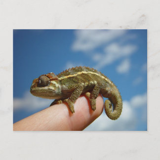 Chameleon Vykort