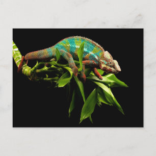 Chameleon Vykort
