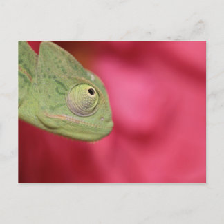 chameleon vykort