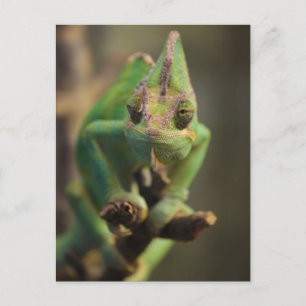 Chameleon Vykort