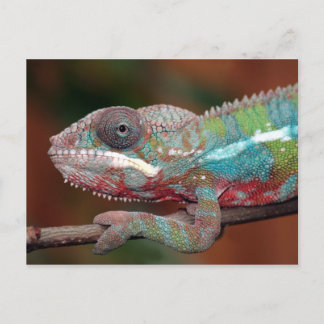 chameleon vykort