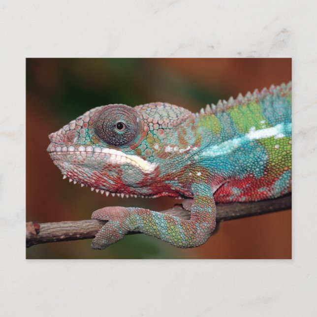 chameleon vykort (Framsida)