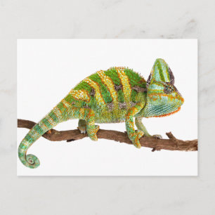 Chameleon Vykort